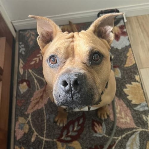 *CHILI - American Staffordshire Terrier available for adoption