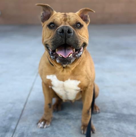 *CHILI - American Staffordshire Terrier available for adoption