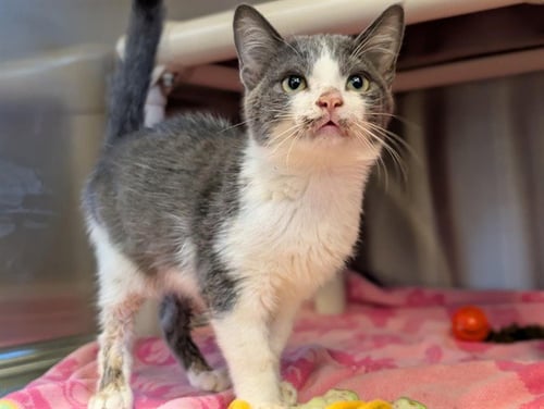 A888505 - Domestic Short Hair available for adoption