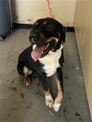 KINGSLEY - Pit Bull Terrier / Greater Swiss Mountain Dog available for adoption