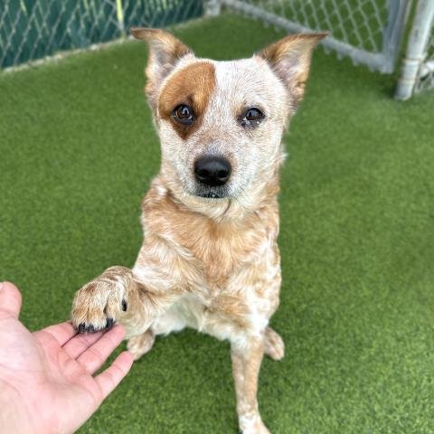 *LUCY - Australian Cattle Dog/Blue Heeler available for adoption