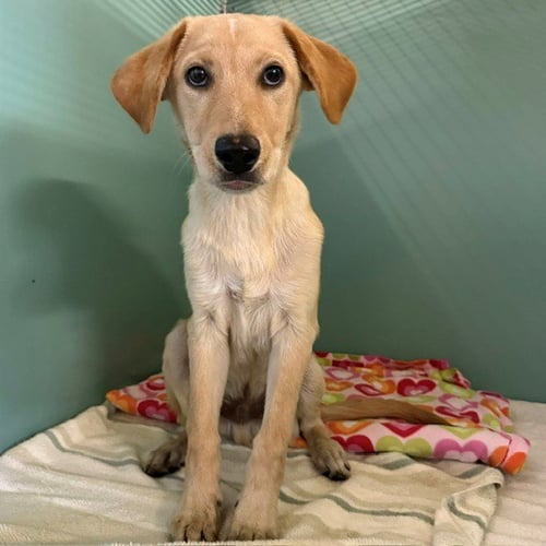 *GOLDIE - Golden Retriever available for adoption