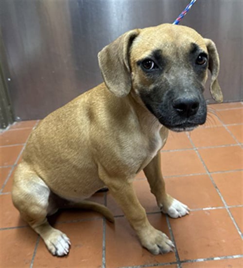 A888930 - Beagle available for adoption