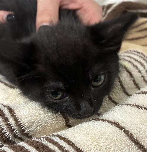 A888904 - Domestic Short Hair available for adoption