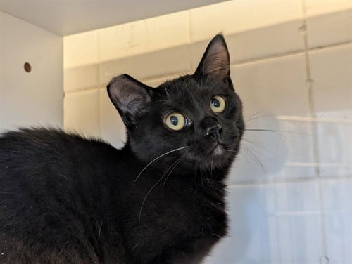 *CATERPILLAR - Domestic Short Hair available for adoption
