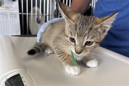 A888745 - Domestic Short Hair available for adoption