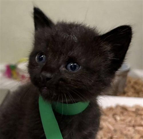 A888189 - Domestic Medium Hair available for adoption