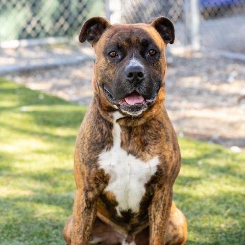 *ELTON - Boxer available for adoption