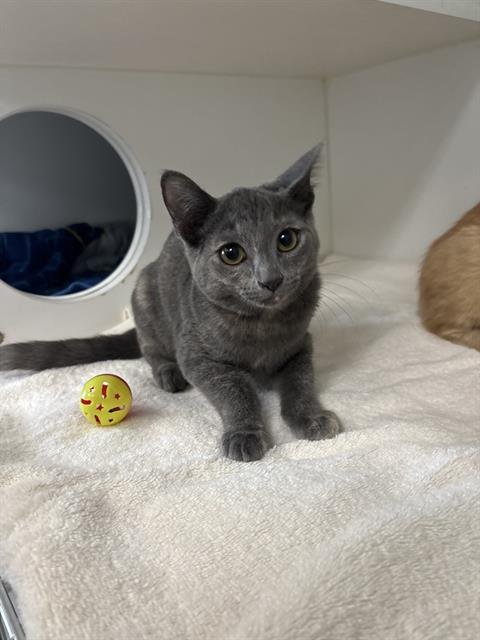 A887806 - Domestic Short Hair available for adoption