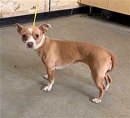 ASHLEY - Chihuahua available for adoption