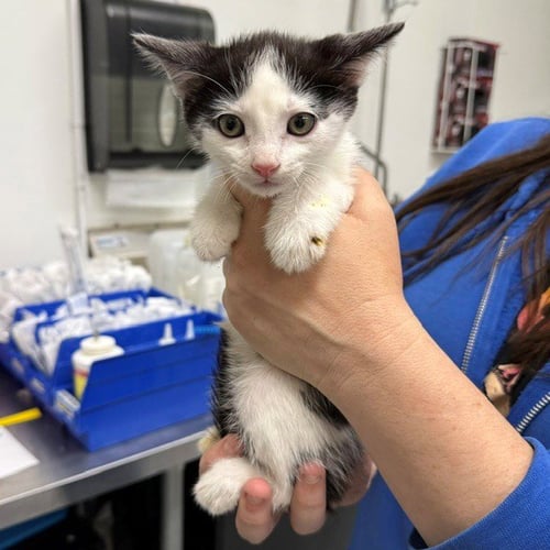 A887263 - Domestic Short Hair available for adoption