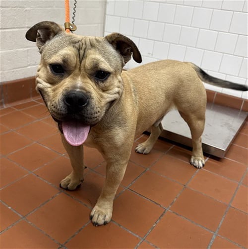 *EUGENE - Staffordshire Bull Terrier available for adoption