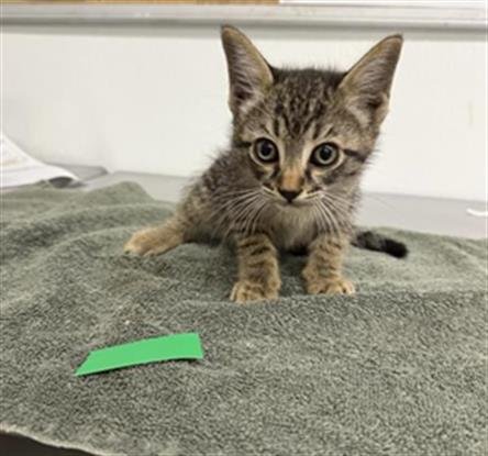 A889236 - Domestic Short Hair available for adoption