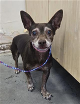 *ITZEL - Chihuahua available for adoption