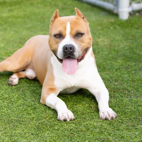 TANK - American Staffordshire Terrier available for adoption