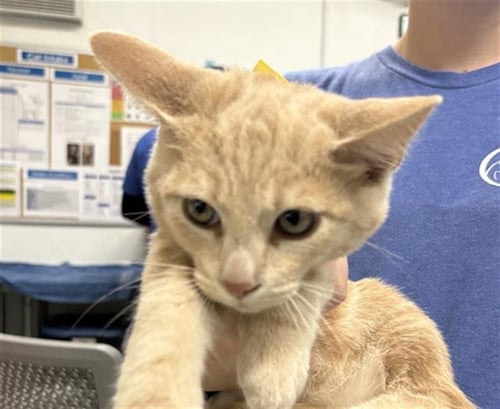 A887774 - Domestic Short Hair available for adoption