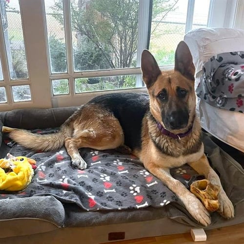 CHIPPY - German Shepherd Dog available for adoption