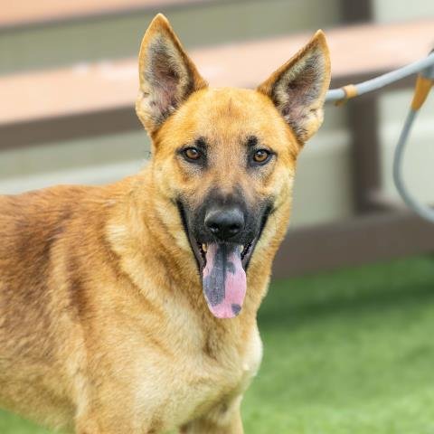 *WESTON - German Shepherd Dog available for adoption