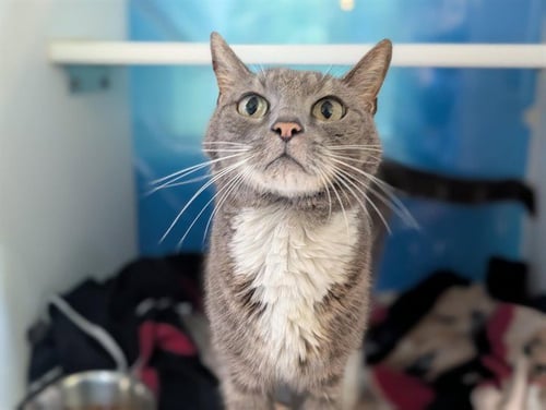*CHURCHILL - Domestic Short Hair available for adoption
