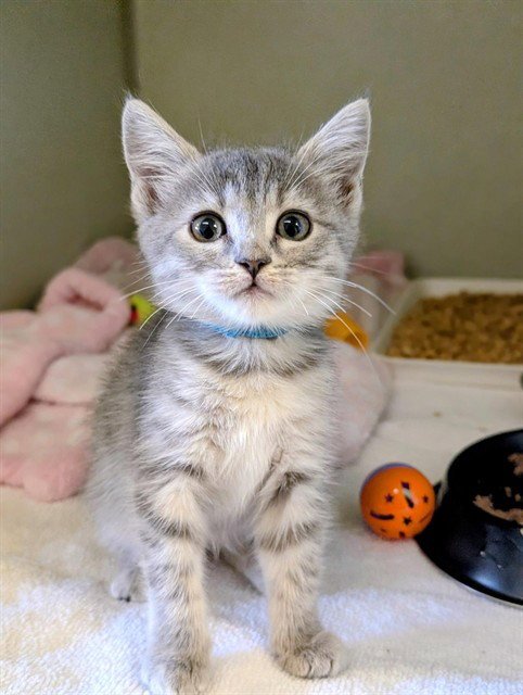 *PUDDING - Domestic Short Hair available for adoption