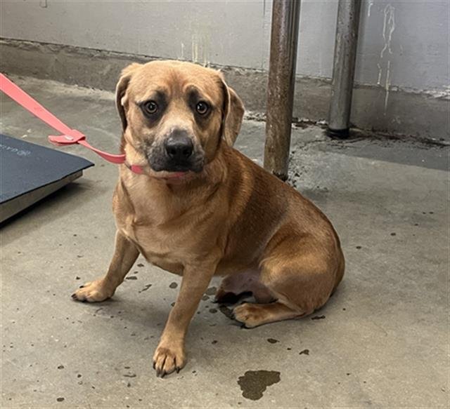 A877323 - Pit Bull Terrier / Beagle available for adoption