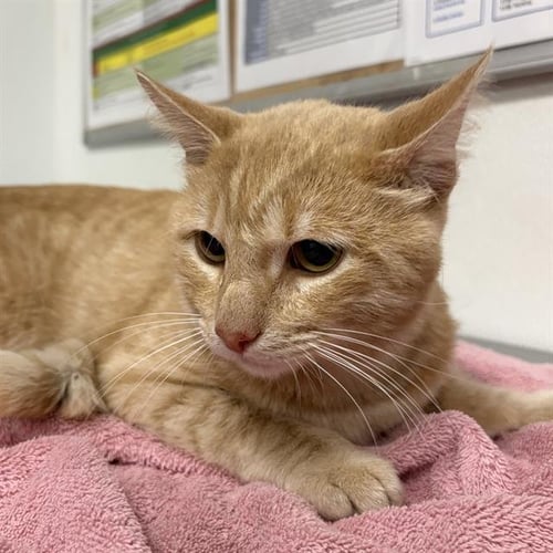 A888186 - Domestic Short Hair available for adoption