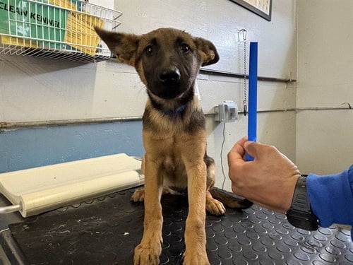 *JAZZ - Belgian Shepherd Malinois available for adoption