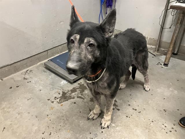 *GATSBY - German Shepherd Dog available for adoption