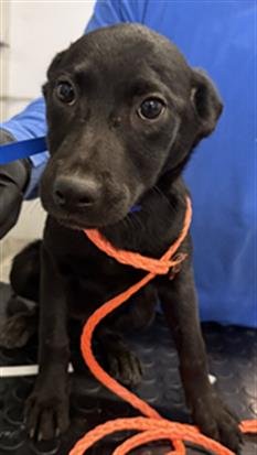 A888922 - Australian Cattle Dog/Blue Heeler available for adoption