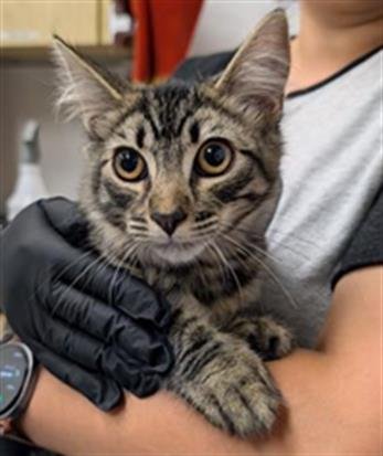 RUBY - Domestic Short Hair available for adoption