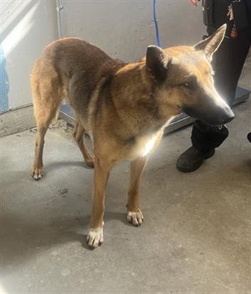 *KEIRA - German Shepherd Dog available for adoption