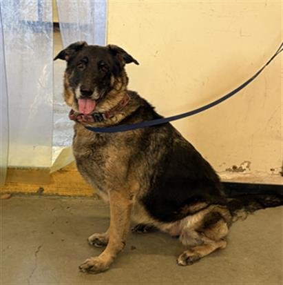 *GRETEL - German Shepherd Dog available for adoption