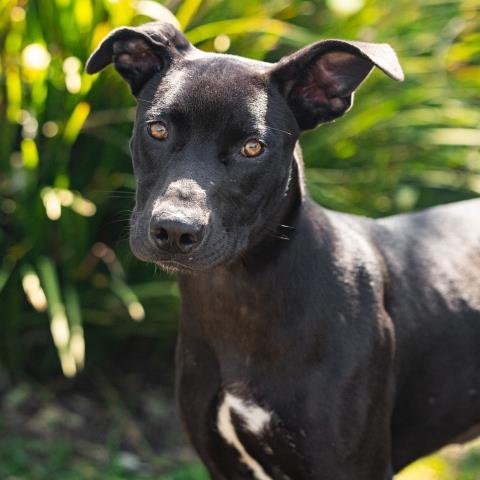 *EVE - Pit Bull Terrier available for adoption