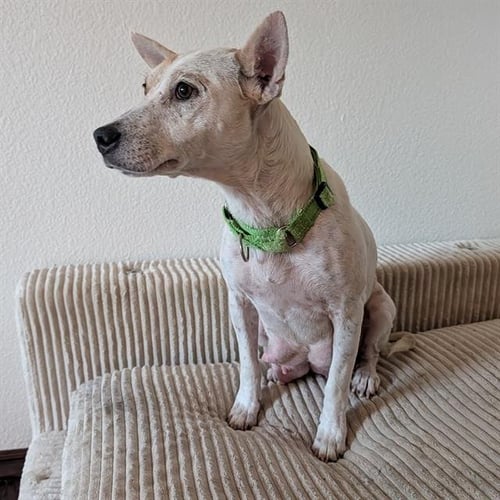 *SUGARMAMA - Queensland Heeler available for adoption