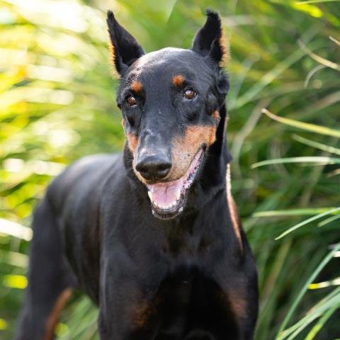 *LADY - Doberman Pinscher available for adoption