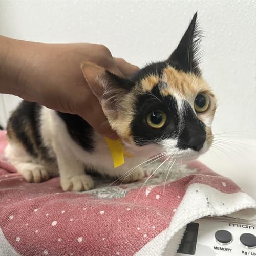 A887658 - Domestic Short Hair available for adoption