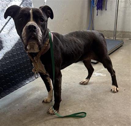 DEE DEE - Pit Bull Terrier available for adoption