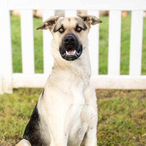A889325 - German Shepherd Dog available for adoption