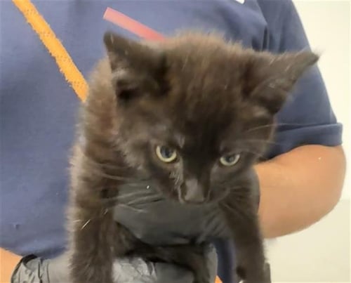 A887711 - Domestic Short Hair available for adoption