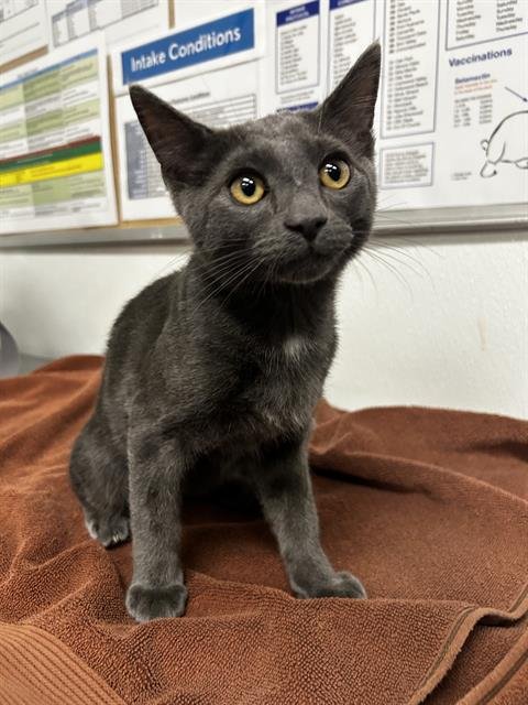 A889321 - Domestic Short Hair available for adoption