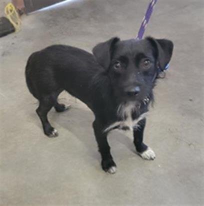 BINGO - Dachshund available for adoption