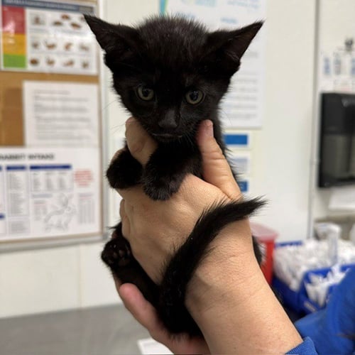 A887262 - Domestic Short Hair available for adoption