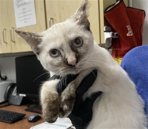 A889497 - Domestic Short Hair available for adoption
