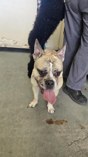 *BREWSTER - French Bulldog / Pit Bull Terrier available for adoption