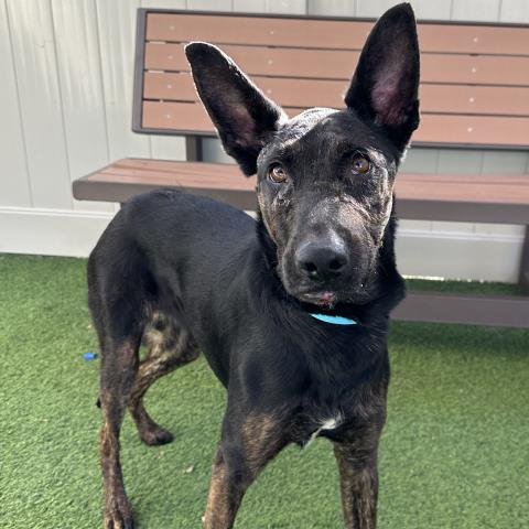 KOA - German Shepherd Dog / American Pit Bull Terrier available for adoption