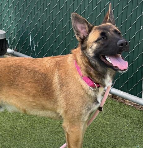 *SAM - German Shepherd Dog / Australian Cattle Dog/Blue Heeler available for adoption