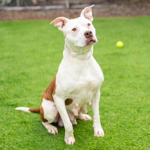 *BONNIE - Pit Bull Terrier available for adoption