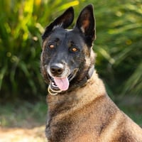 KALI - Photo 1