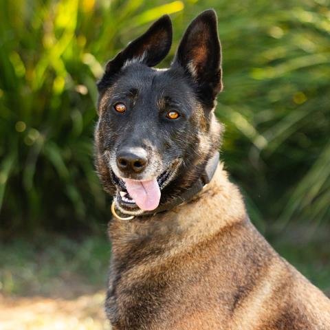 KALI - Belgian Shepherd Malinois available for adoption