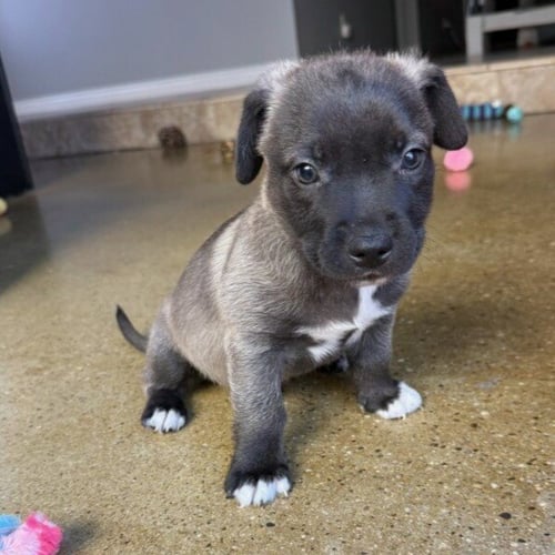 *SIMBA - Pit Bull Terrier / Chinese Shar-Pei available for adoption